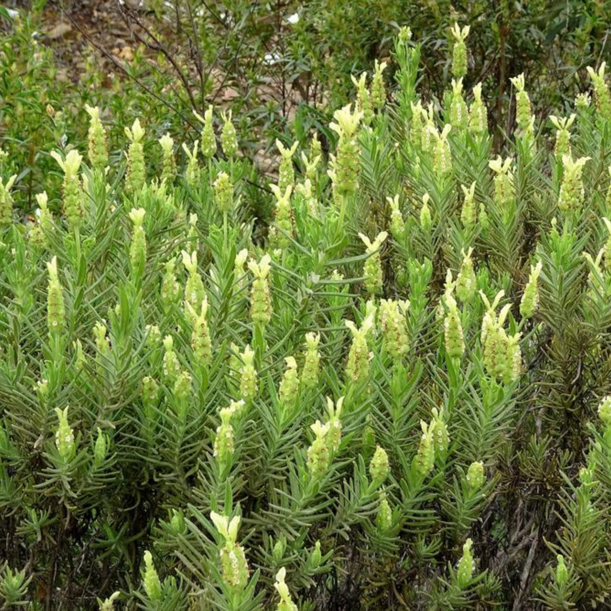 100+ Rare Seeds-French Lavender Seeds - Lavandula