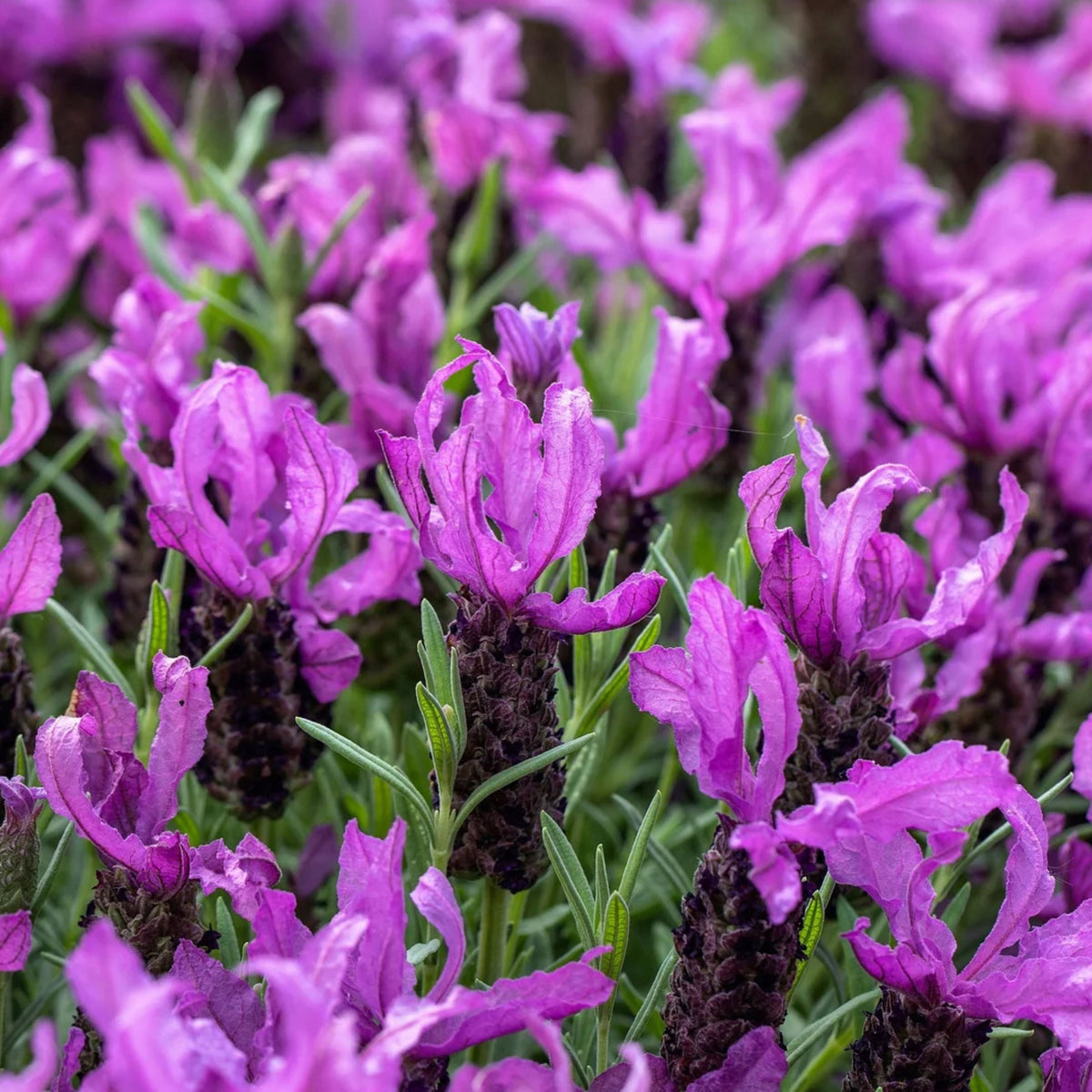 100+ Rare Seeds-French Lavender Seeds - Lavandula