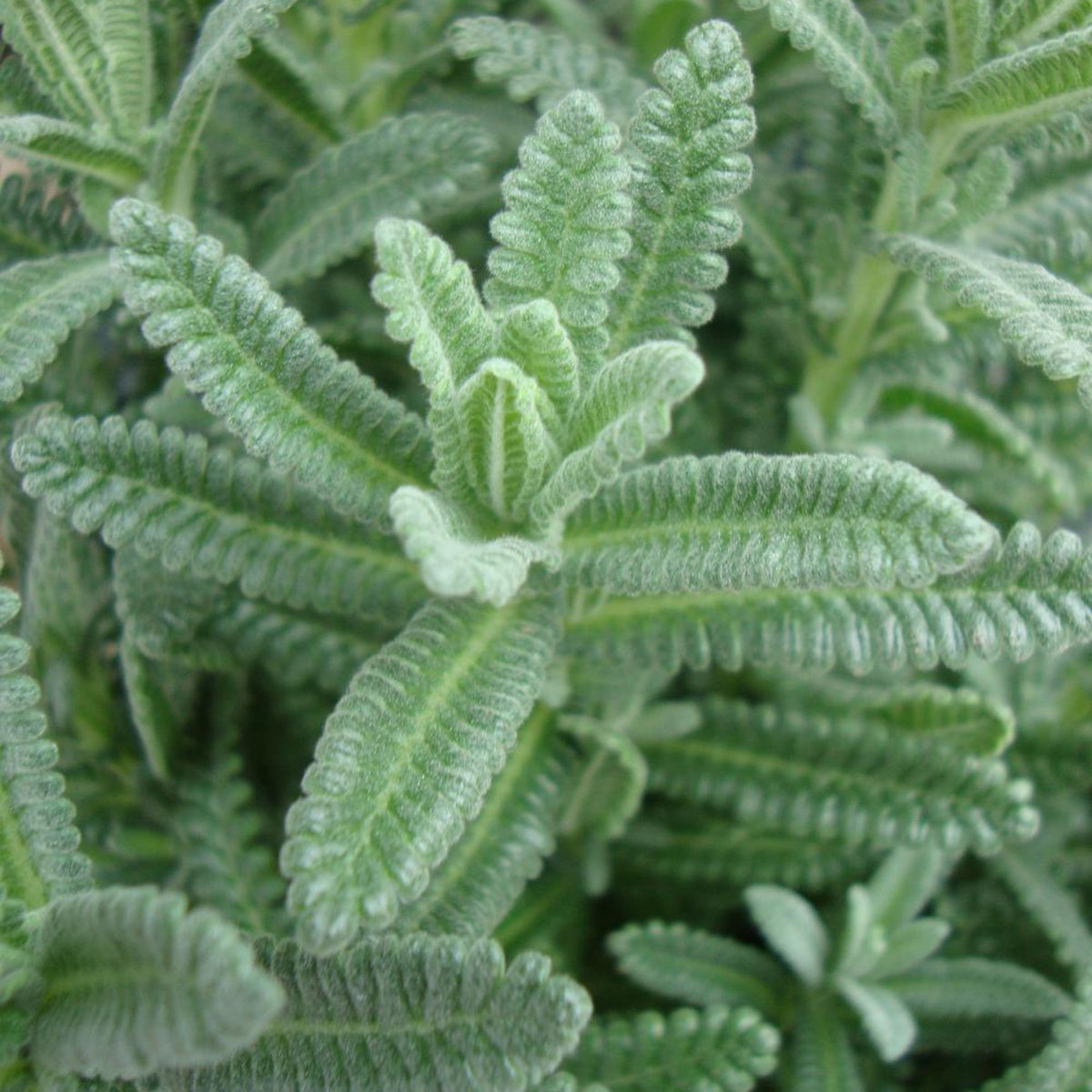 100+ Rare Seeds-French Lavender Seeds - Lavandula