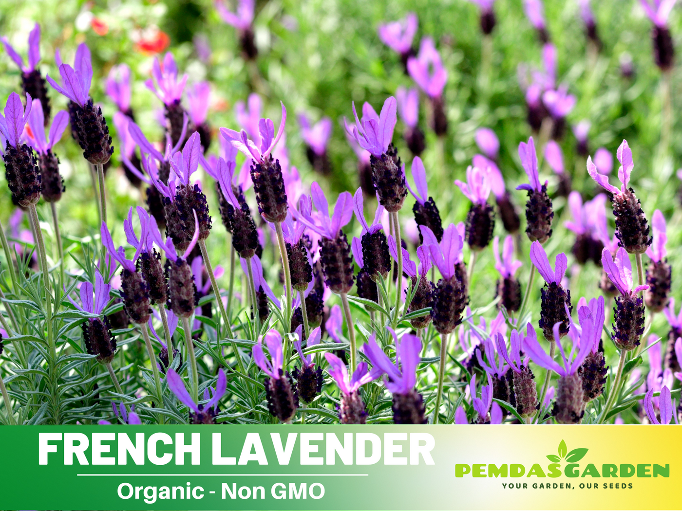 buy french lavender seeds 100+ Rare Seeds-French Lavender Seeds– Lavandula