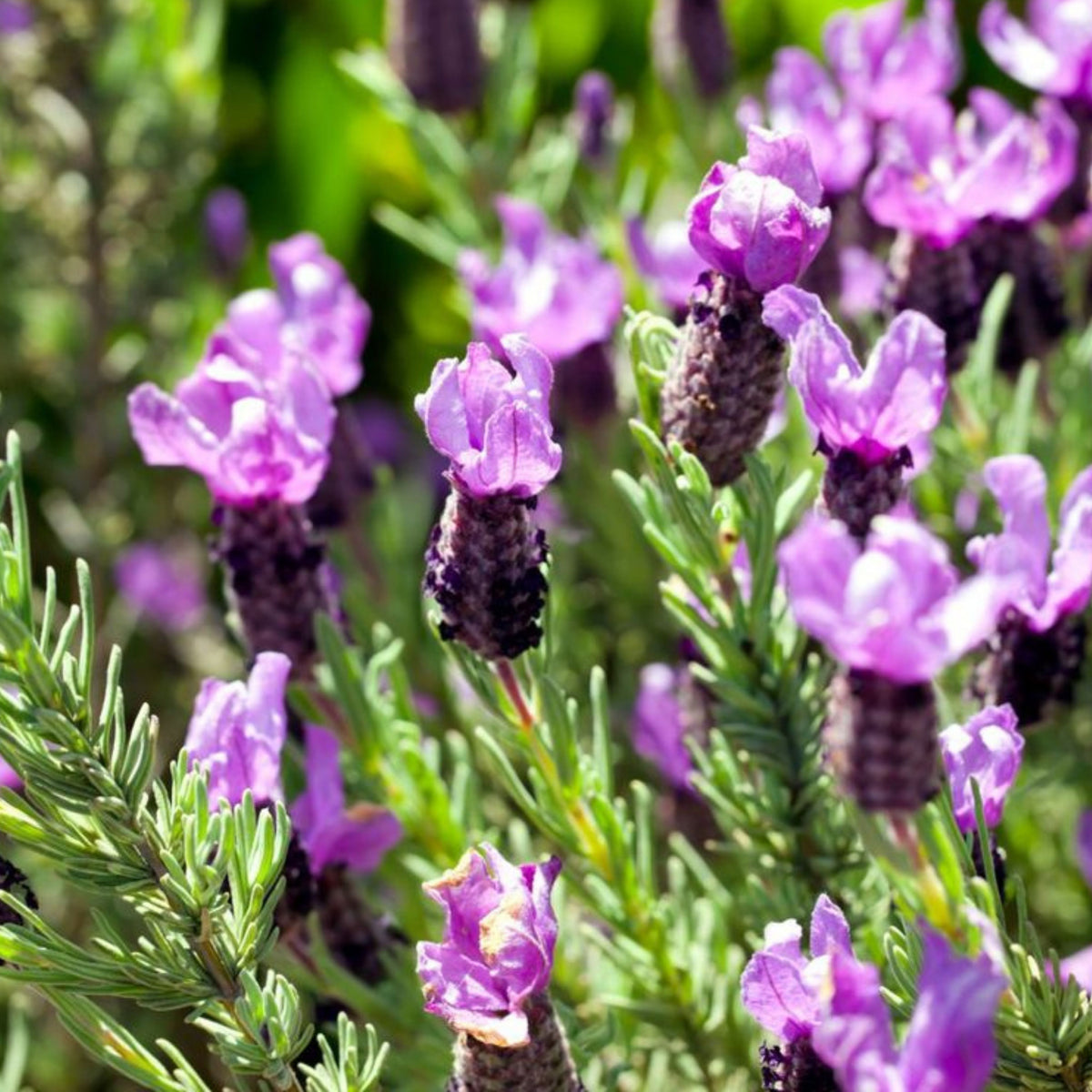 100+ Rare Seeds-French Lavender Seeds - Lavandula