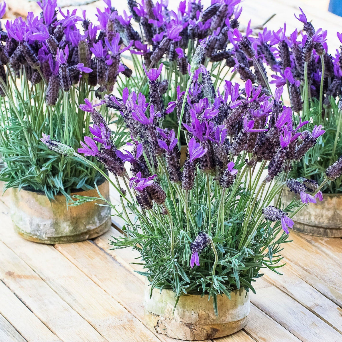 100+ Rare Seeds-French Lavender Seeds - Lavandula