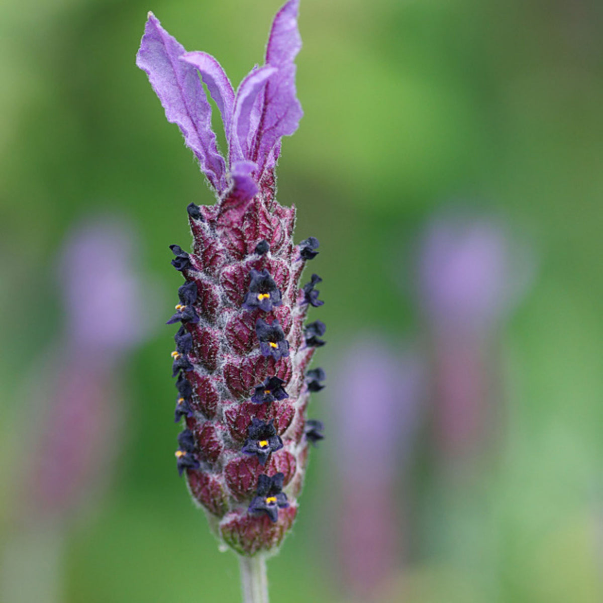 100+ Rare Seeds-French Lavender Seeds - Lavandula