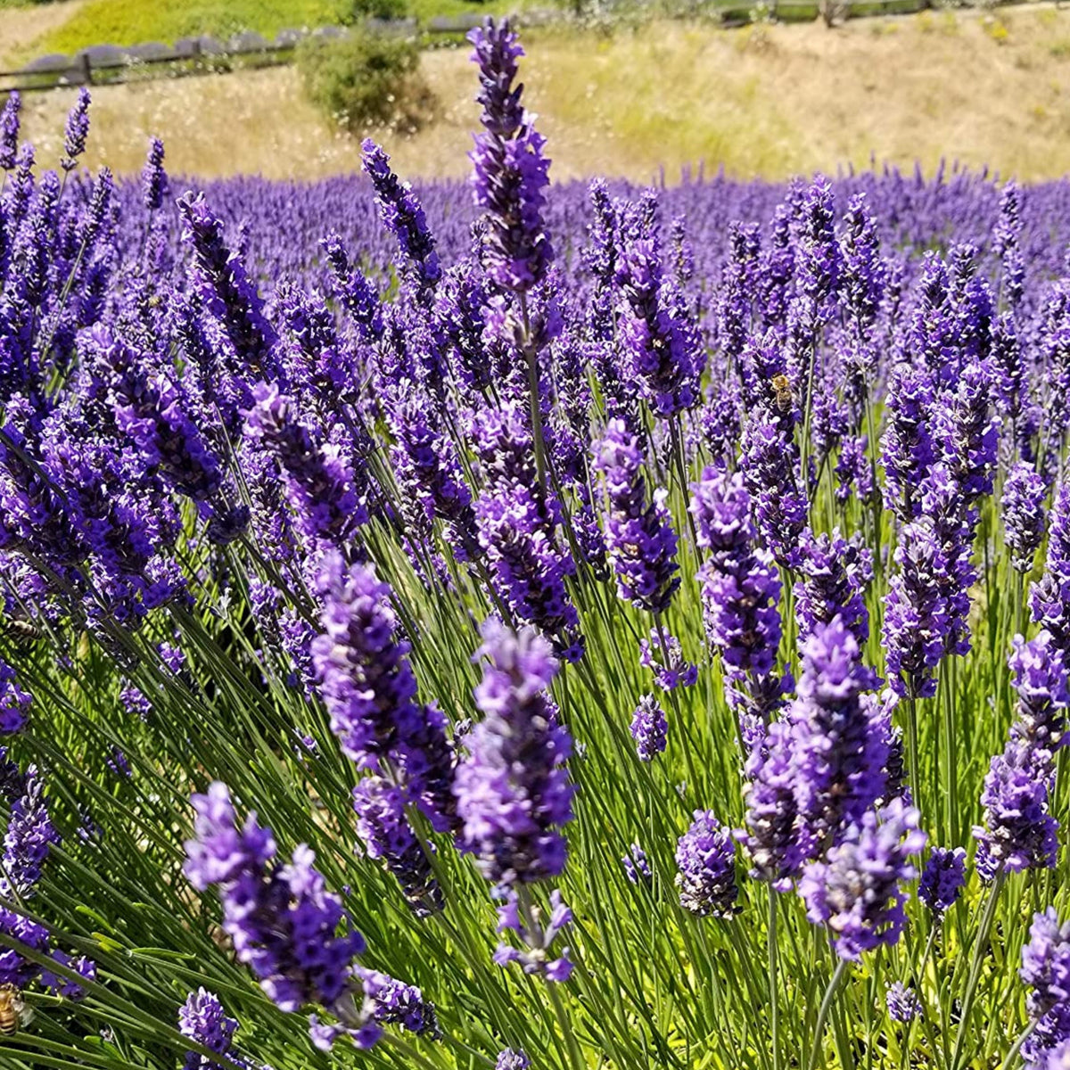 100+ Rare Seeds-French Lavender Seeds - Lavandula