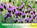100+ Rare Seeds-French Lavender Seeds– Lavandula - Fragrant Perennial Herb for Aromatic Gardens, Drought Tolerant Flowers, Easy to Grow for Landscaping & Pots, Attracts bees & butterflies,  #C005
