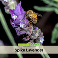 100+ Rare Seeds-Spike Lavender Seeds– Lavandula - Fragrant Perennial Herb for Aromatic Gardens, Drought Tolerant Flowers, Easy to Grow for Landscaping & Pots, Attracts bees & butterflies,  #C006