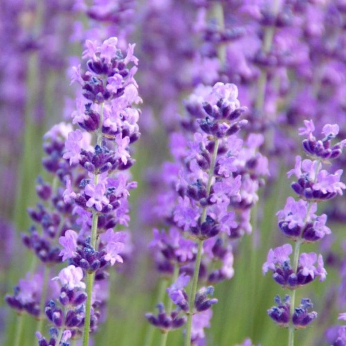 100+ Rare Seeds-Spike Lavender Seeds - Lavandula