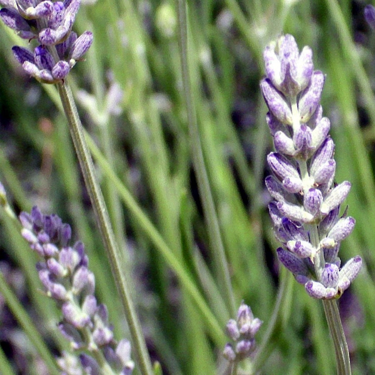 100+ Rare Seeds-Spike Lavender Seeds - Lavandula