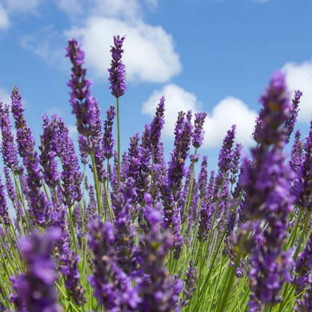 100+ Rare Seeds-Spike Lavender Seeds - Lavandula
