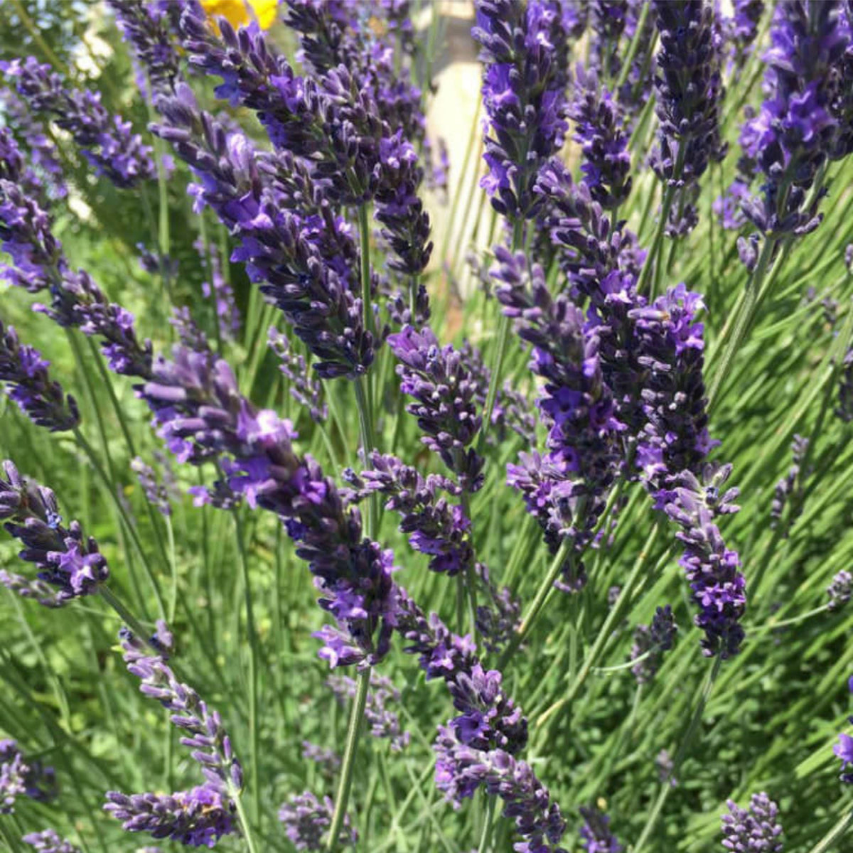 100+ Rare Seeds-Spike Lavender Seeds - Lavandula