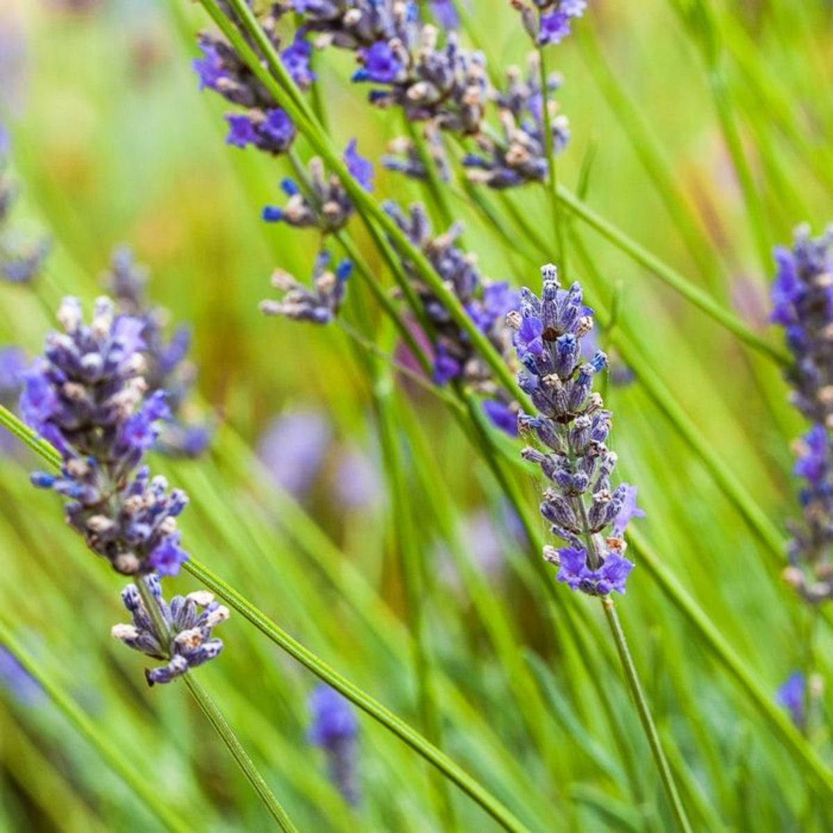 100+ Rare Seeds-Spike Lavender Seeds - Lavandula