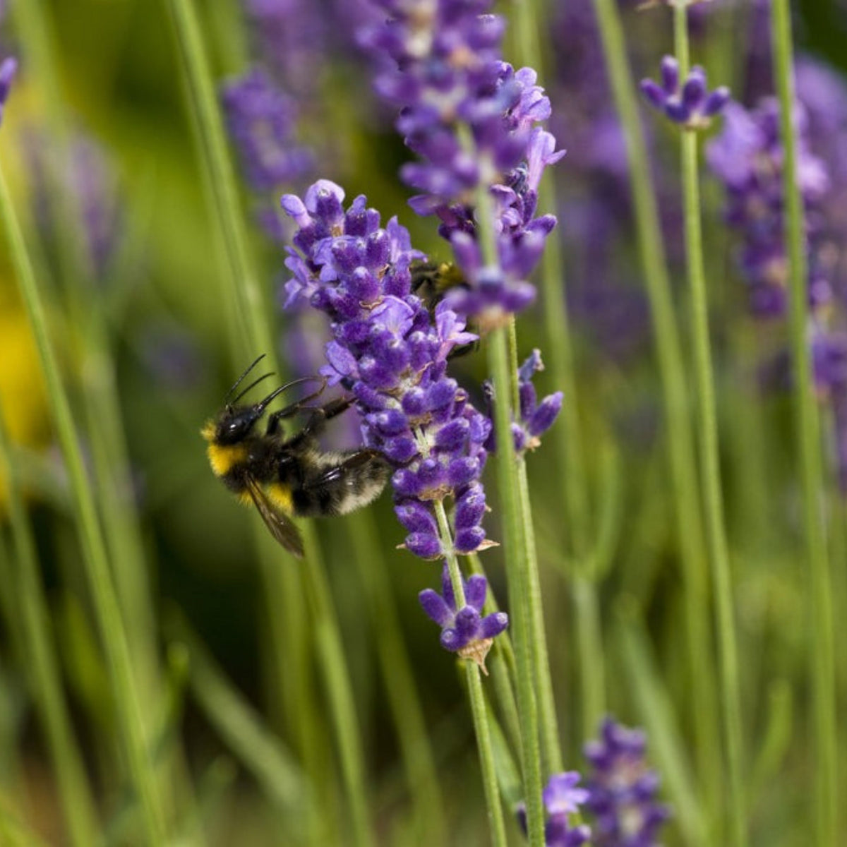 100+ Rare Seeds-Spike Lavender Seeds - Lavandula