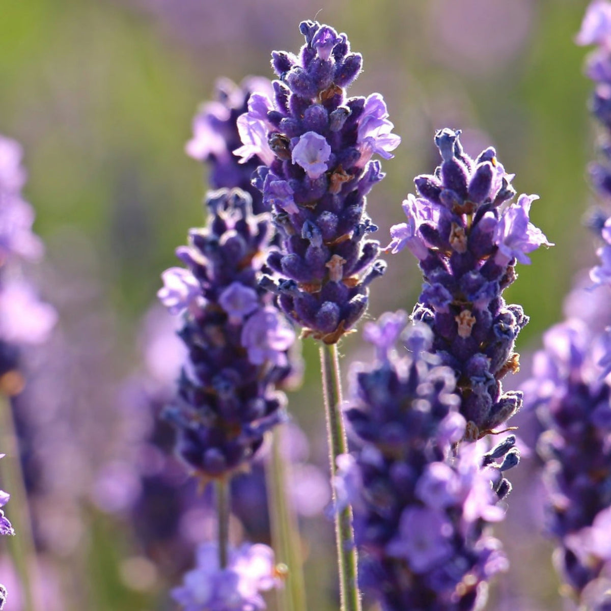 100+ Rare Seeds-Spike Lavender Seeds - Lavandula