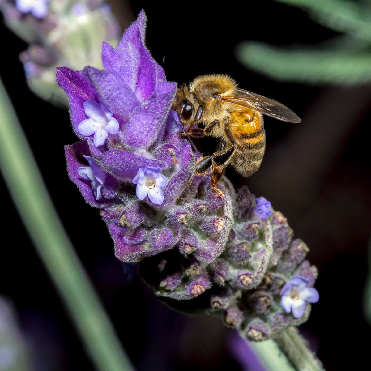 100+ Rare Seeds-Spike Lavender Seeds - Lavandula
