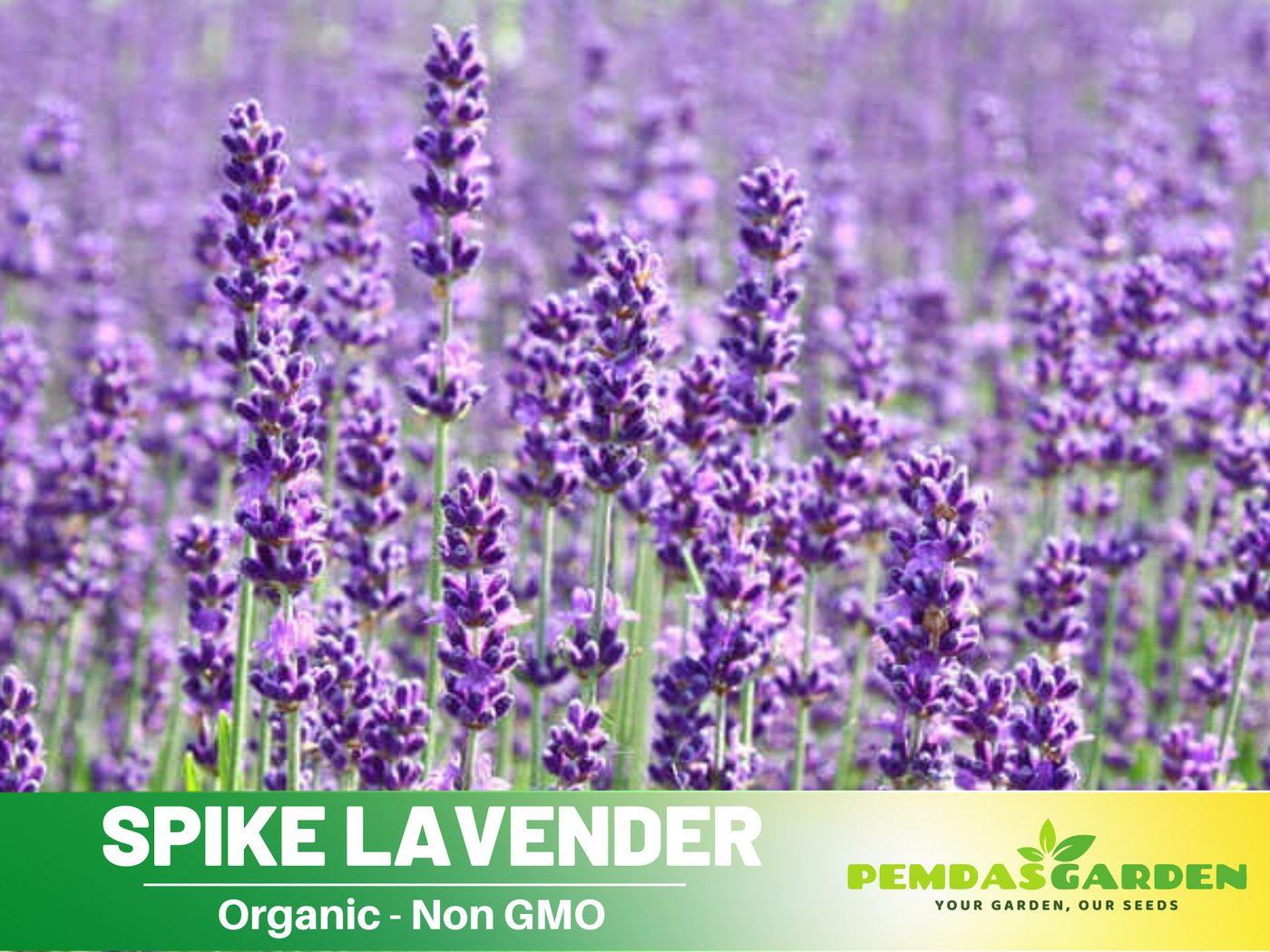 spike lavender seeds 100+ Rare Seeds-Spike Lavender Seeds– Lavandula