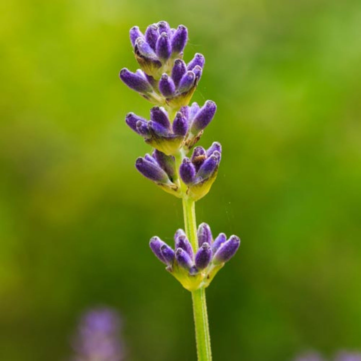 100+ Rare Seeds-Spike Lavender Seeds - Lavandula
