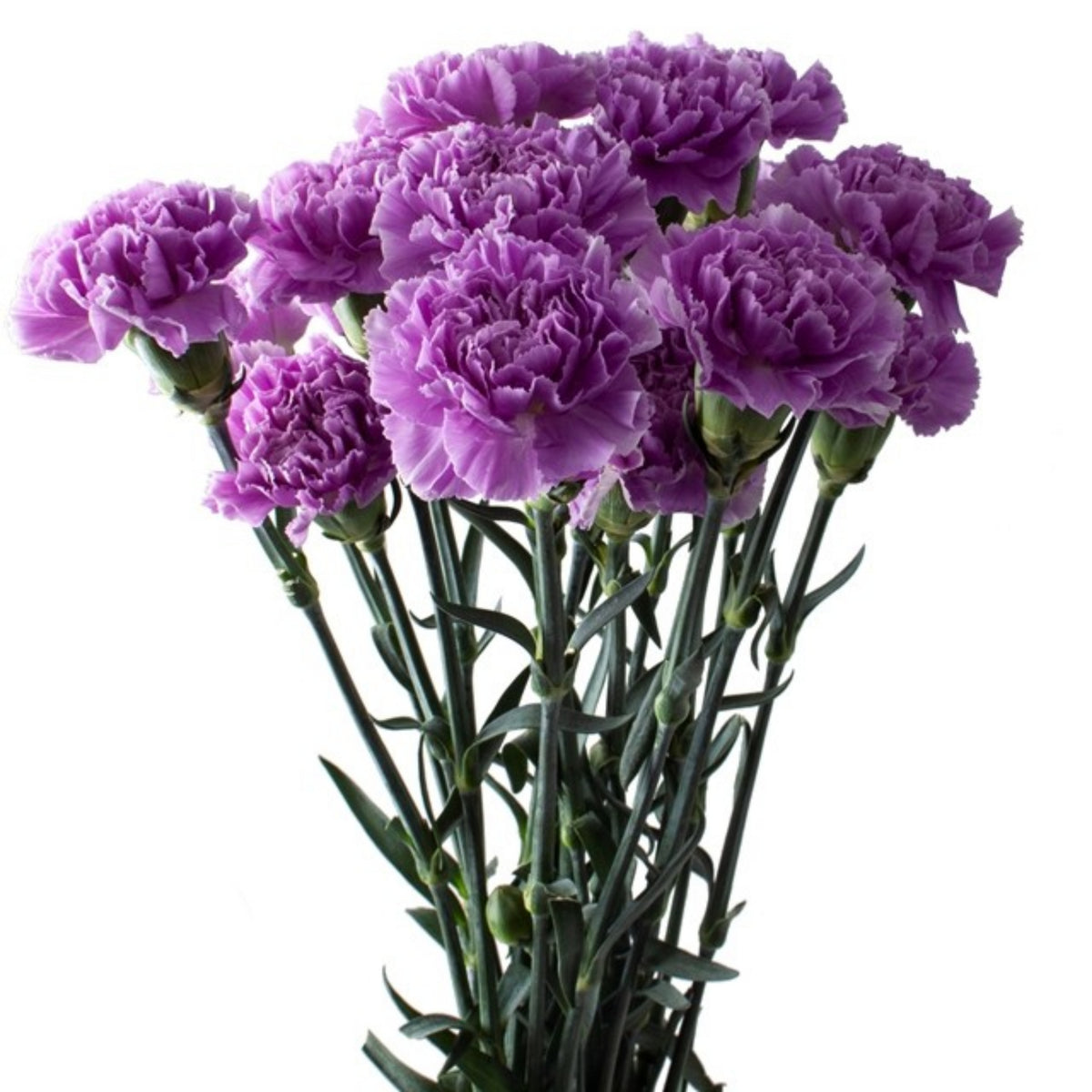 Lavender Light Purple Carnations Seeds - Dianthus Seeds, 30 seeds