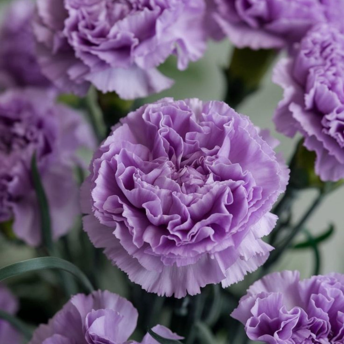 Lavender Light Purple Carnations Seeds - Dianthus Seeds, 30 seeds