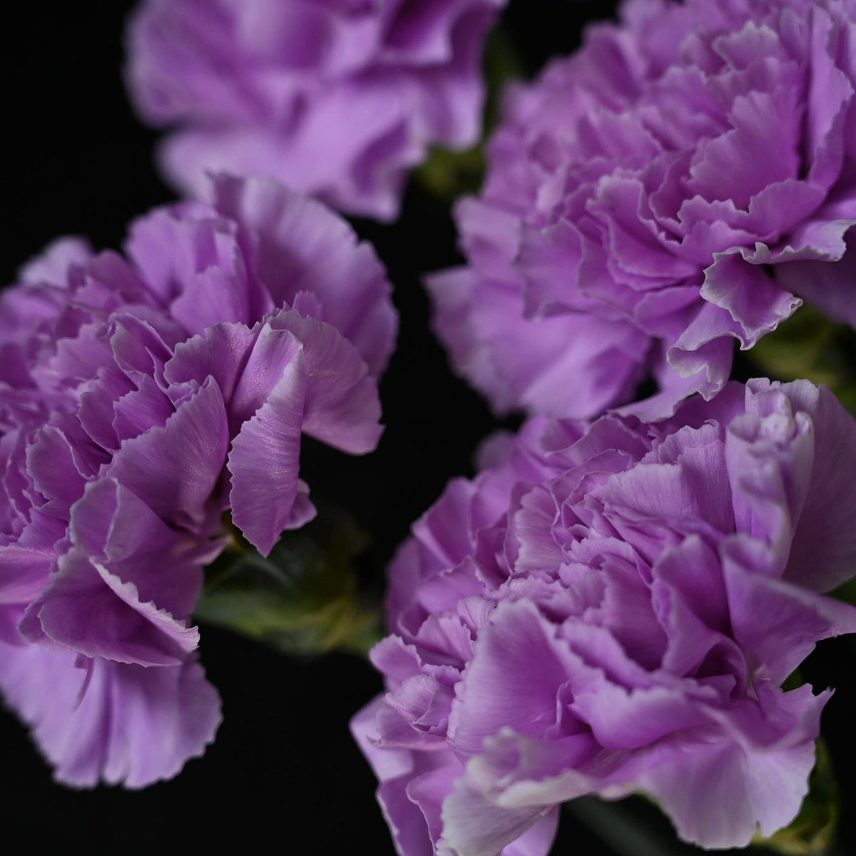 Lavender Light Purple Carnations Seeds - Dianthus Seeds, 30 seeds