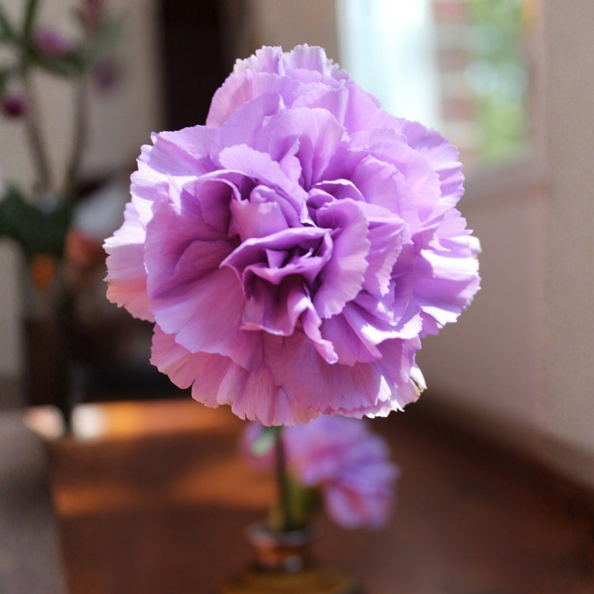 Lavender Light Purple Carnations Seeds - Dianthus Seeds, 30 seeds