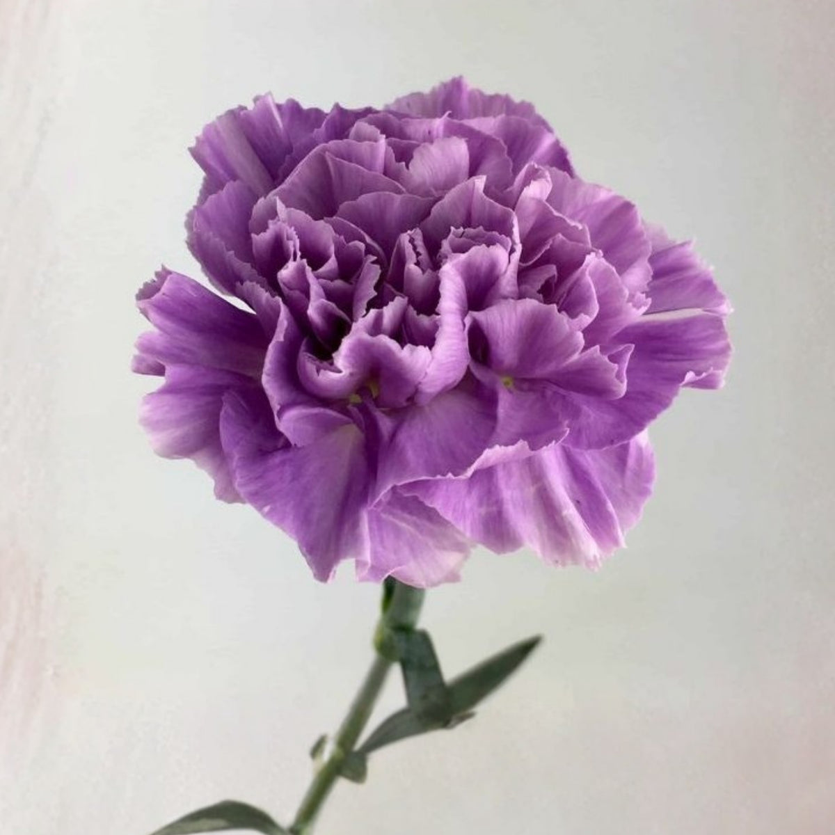 Lavender Light Purple Carnations Seeds - Dianthus Seeds, 30 seeds