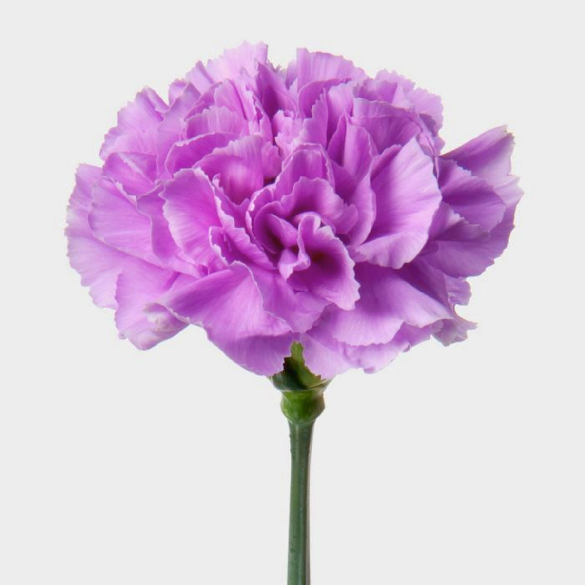 Lavender Light Purple Carnations Seeds - Dianthus Seeds, 30 seeds