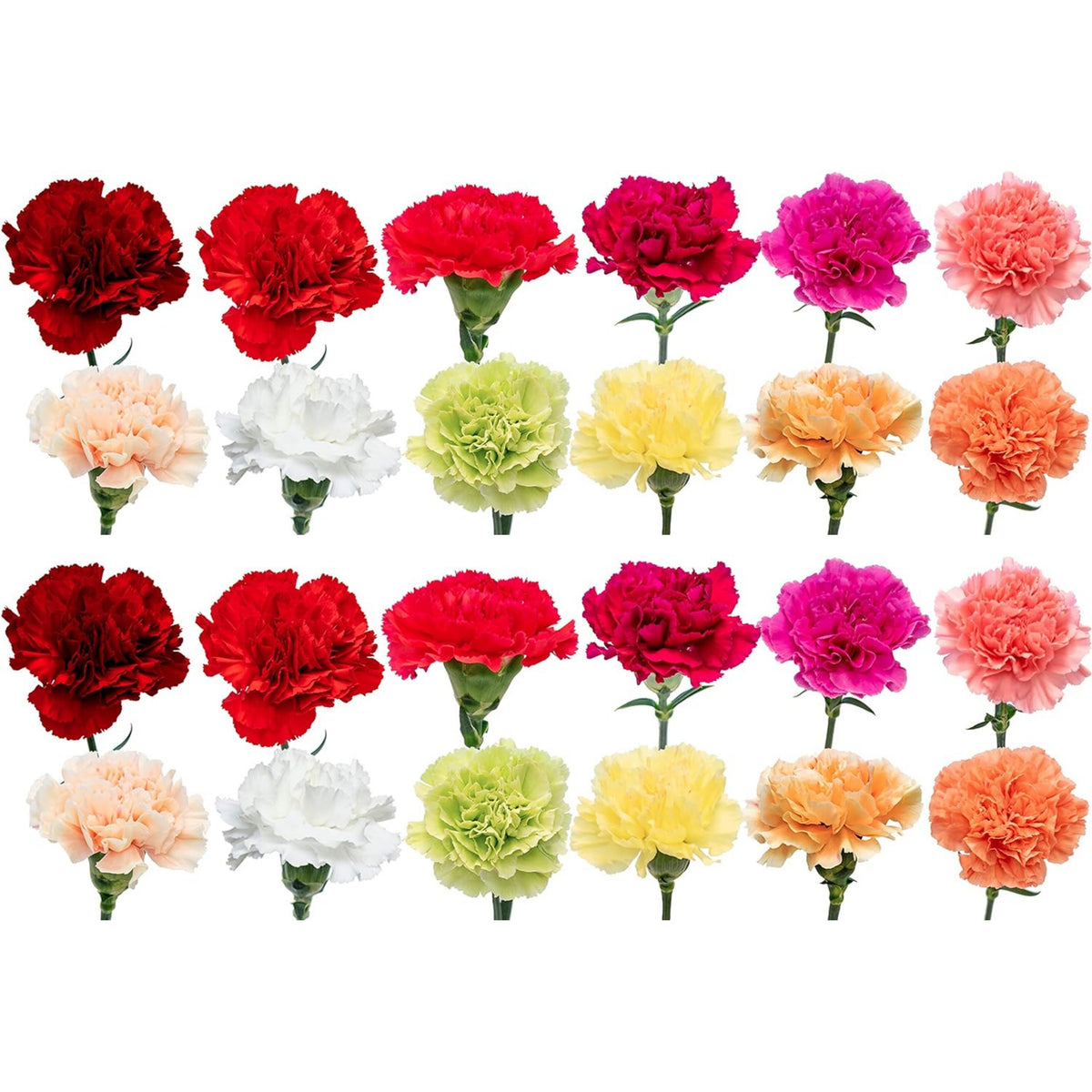 Mixed Color Carnations Seeds - Dianthus Seeds, 30 seeds