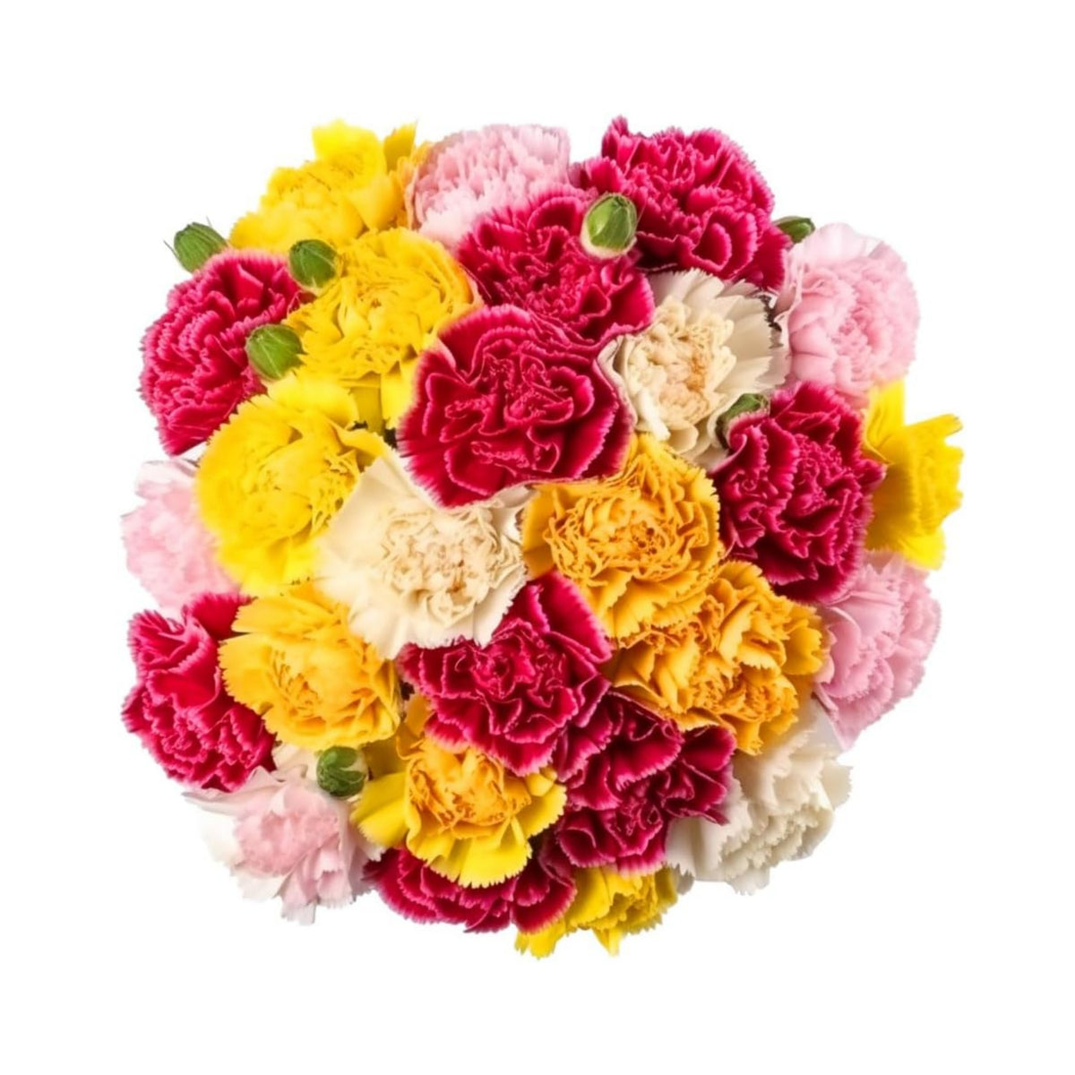 Mixed Color Carnations Seeds - Dianthus Seeds, 30 seeds