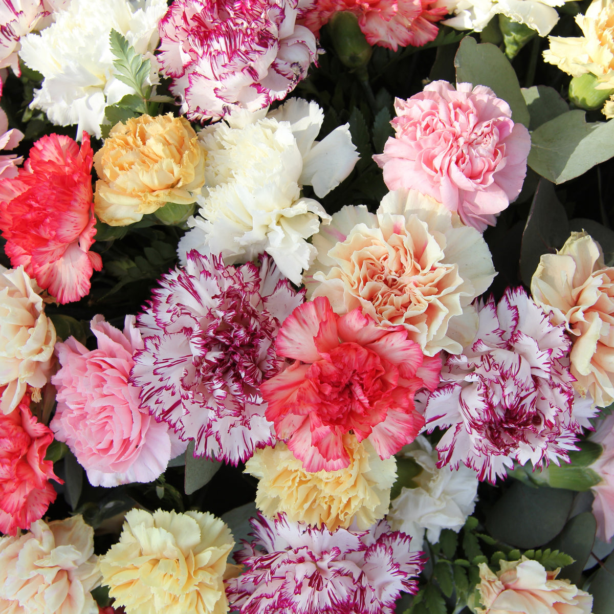 Mixed Color Carnations Seeds - Dianthus Seeds, 30 seeds