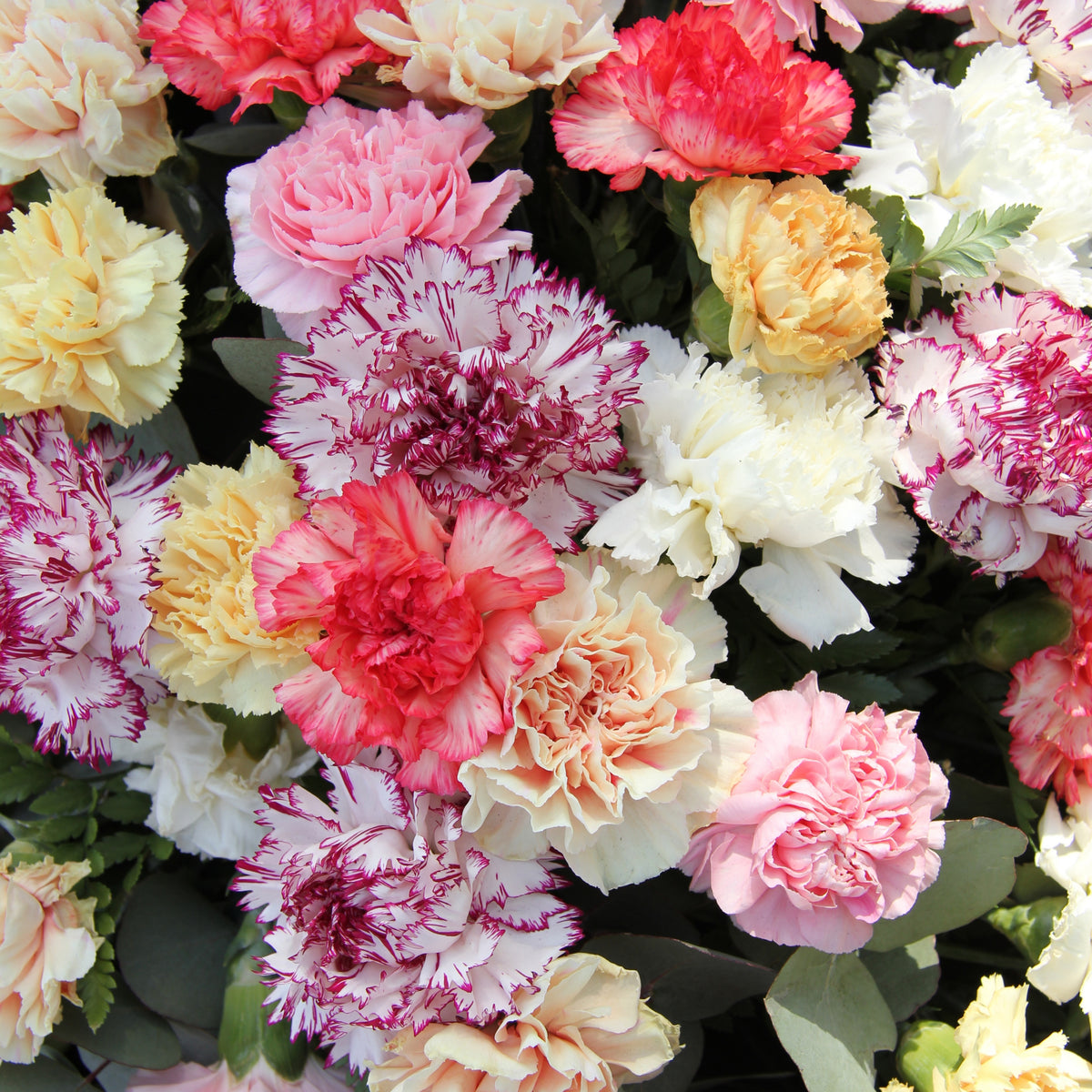 Mixed Color Carnations Seeds - Dianthus Seeds, 30 seeds