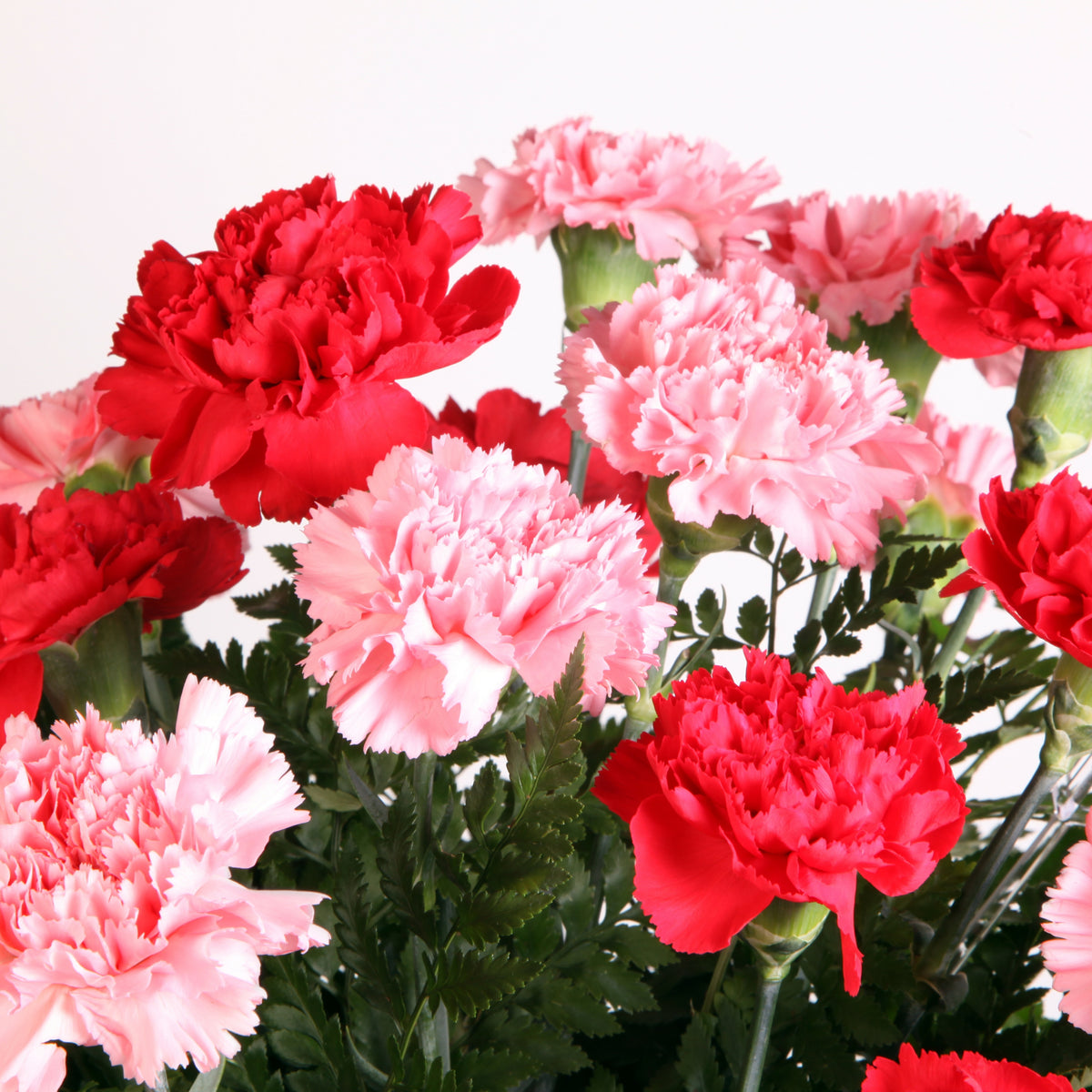 Mixed Color Carnations Seeds - Dianthus Seeds, 30 seeds