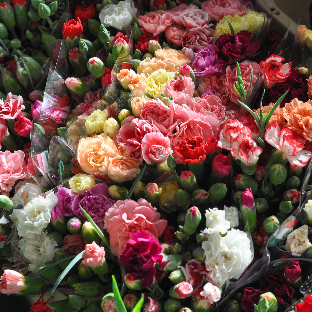 Mixed Color Carnations Seeds - Dianthus Seeds, 30 seeds