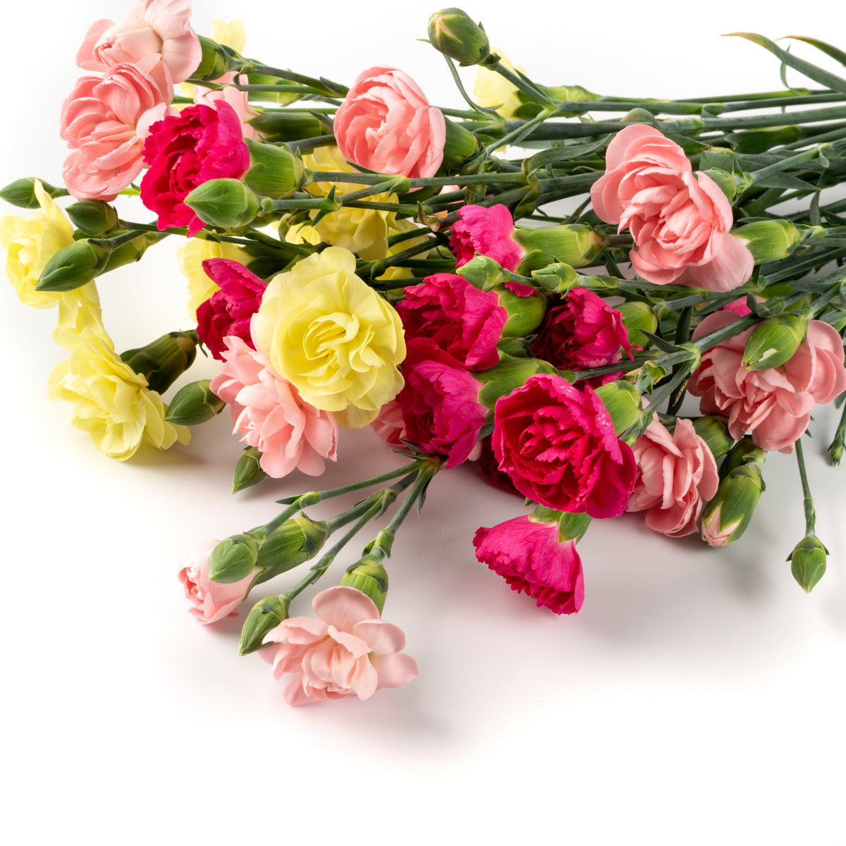 Mixed Color Carnations Seeds - Dianthus Seeds, 30 seeds