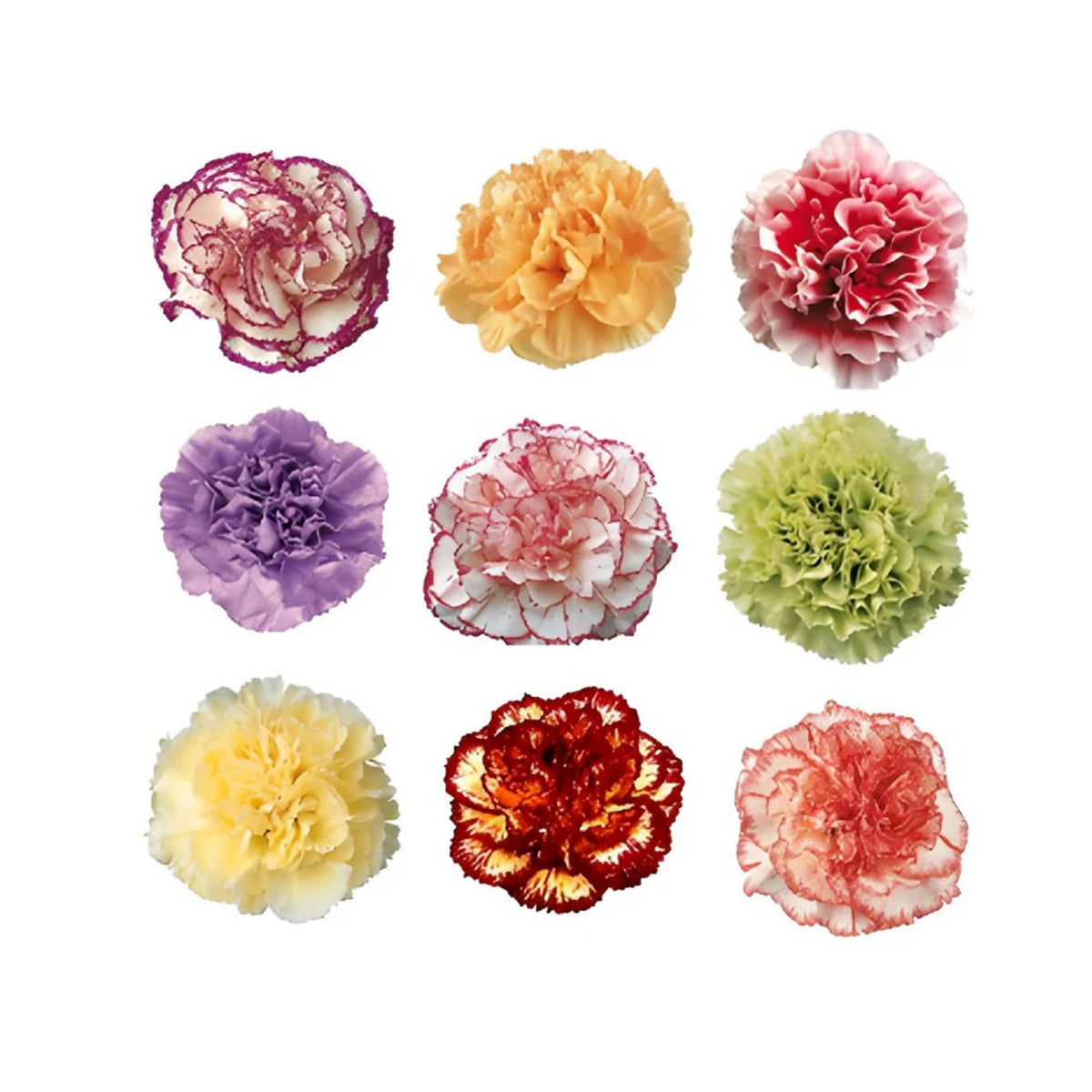 Mixed Color Carnations Seeds - Dianthus Seeds, 30 seeds