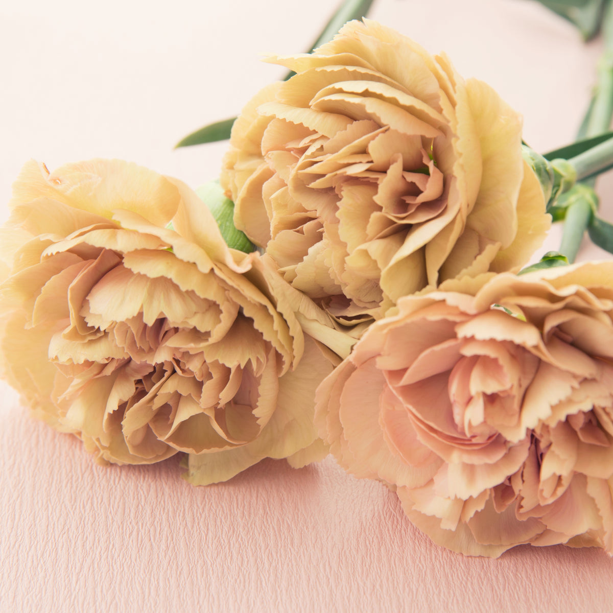 Toffee Beige Carnations Seeds - Dianthus Seeds, 30 seeds