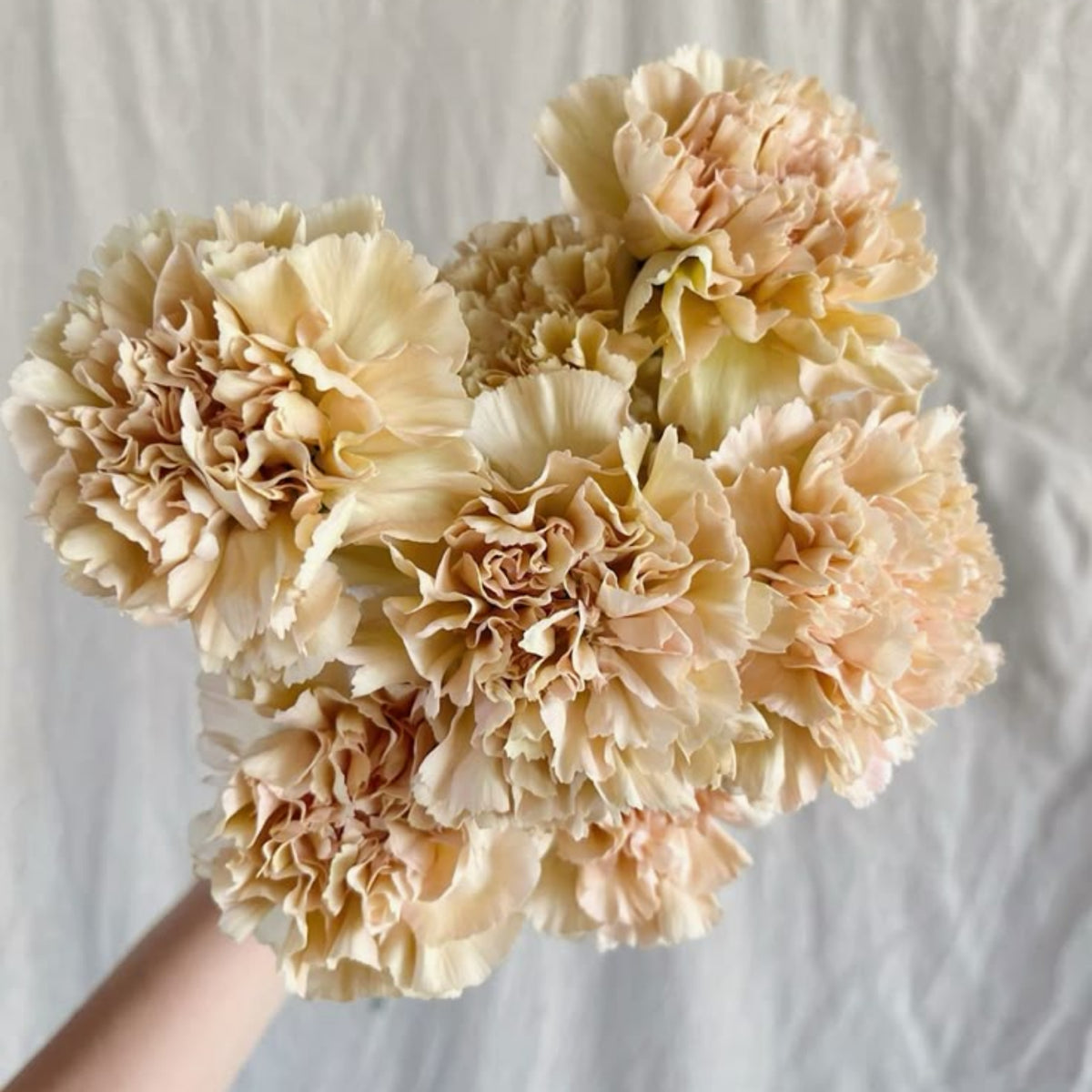 Toffee Beige Carnations Seeds - Dianthus Seeds, 30 seeds