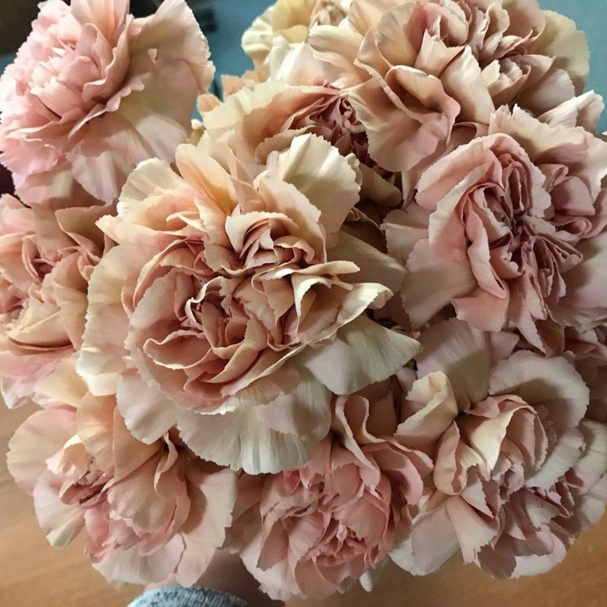 Toffee Beige Carnations Seeds - Dianthus Seeds, 30 seeds
