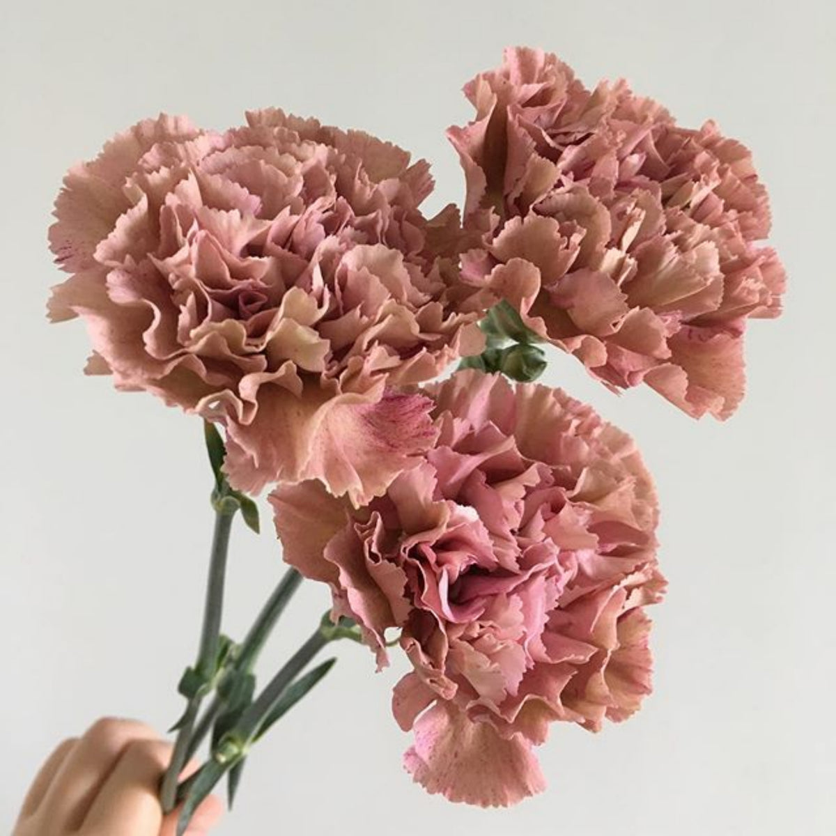 Toffee Beige Carnations Seeds - Dianthus Seeds, 30 seeds