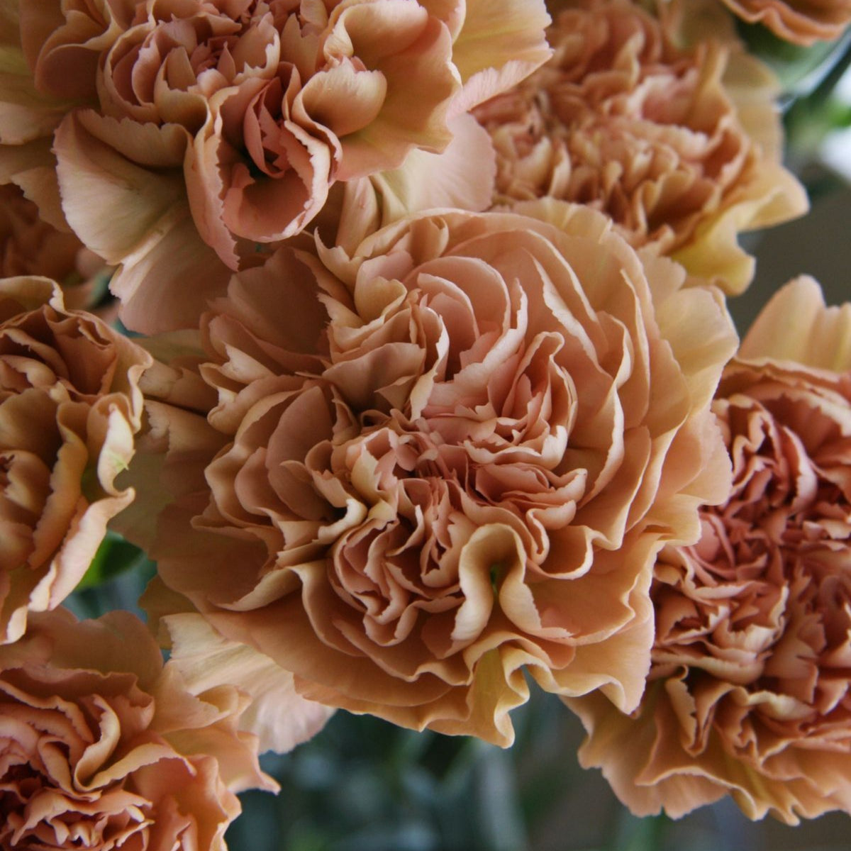 Toffee Beige Carnations Seeds - Dianthus Seeds, 30 seeds
