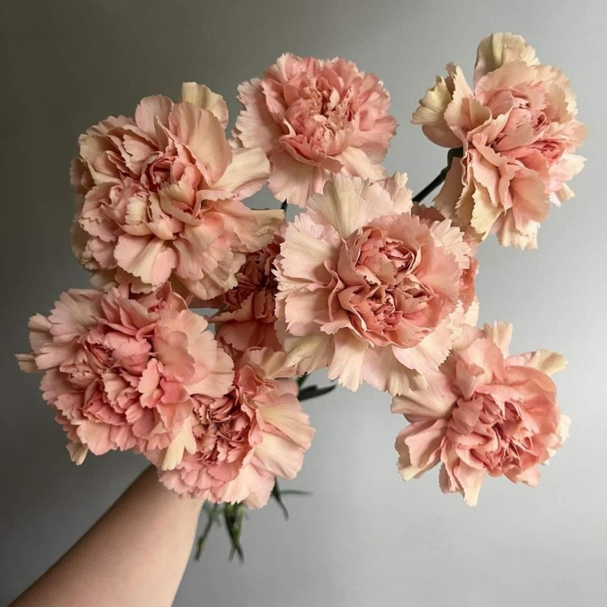 Toffee Beige Carnations Seeds - Dianthus Seeds, 30 seeds