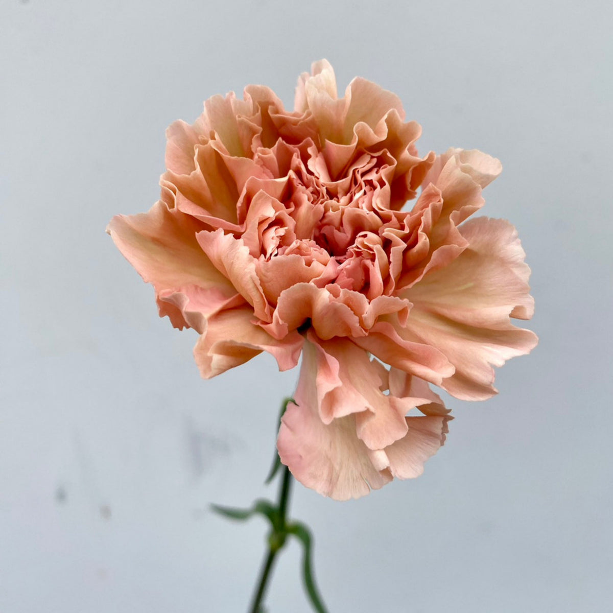 Toffee Beige Carnations Seeds - Dianthus Seeds, 30 seeds