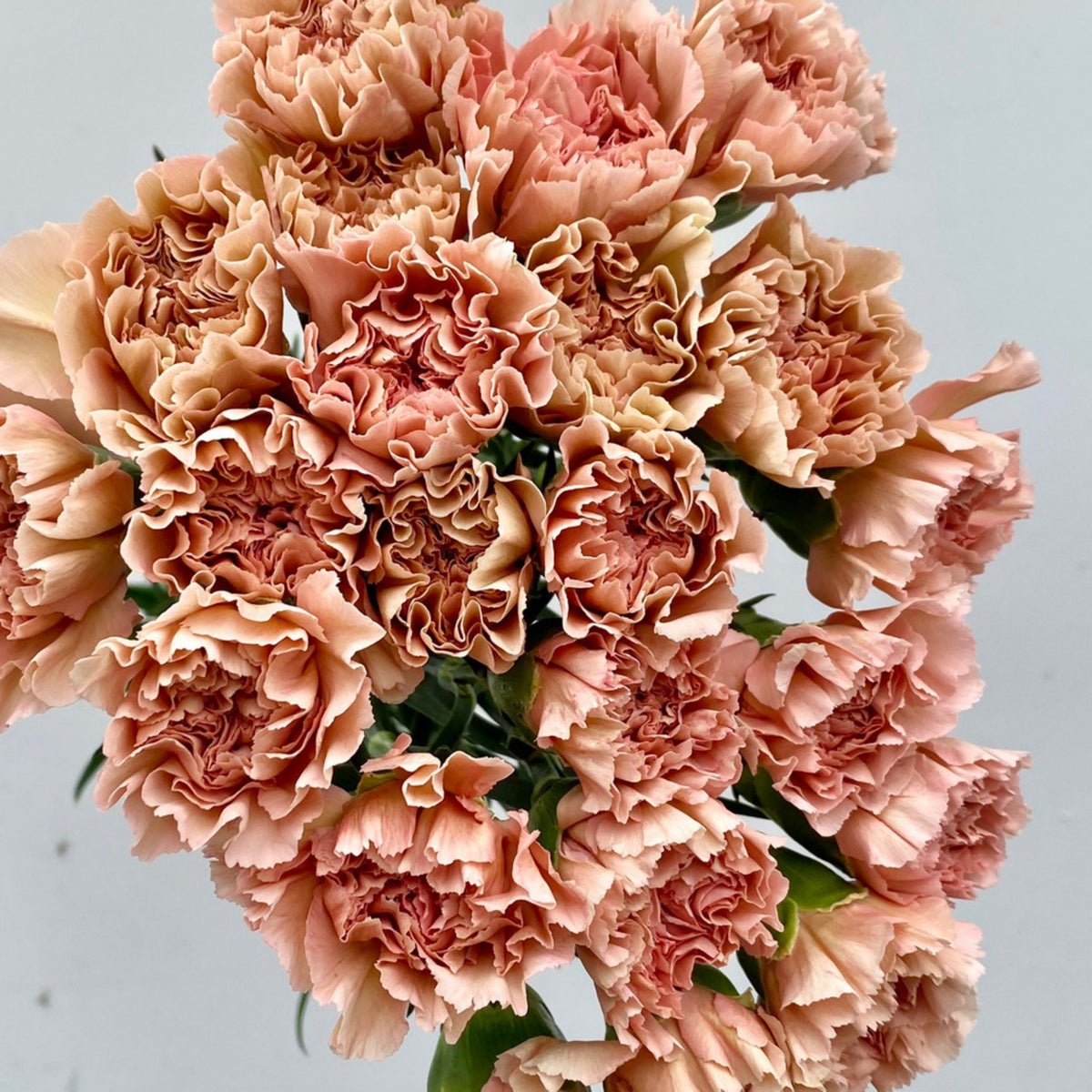 Toffee Beige Carnations Seeds - Dianthus Seeds, 30 seeds