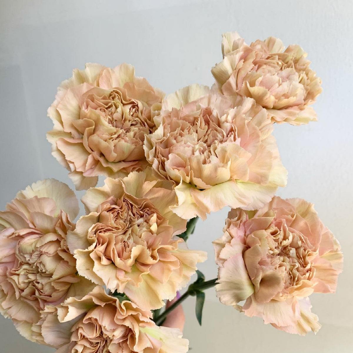 Toffee Beige Carnations Seeds - Dianthus Seeds, 30 seeds