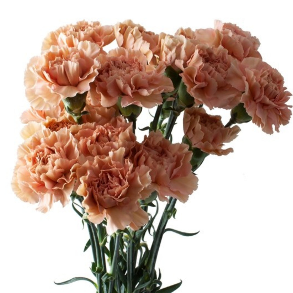 Toffee Beige Carnations Seeds - Dianthus Seeds, 30 seeds