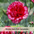 30 Bicolor Dark Pink Carnations - Dianthus Seeds - Open-Pollinated - Organic - Heirloom - Flower Seeds - Mix Seeds to Plant - #ca13