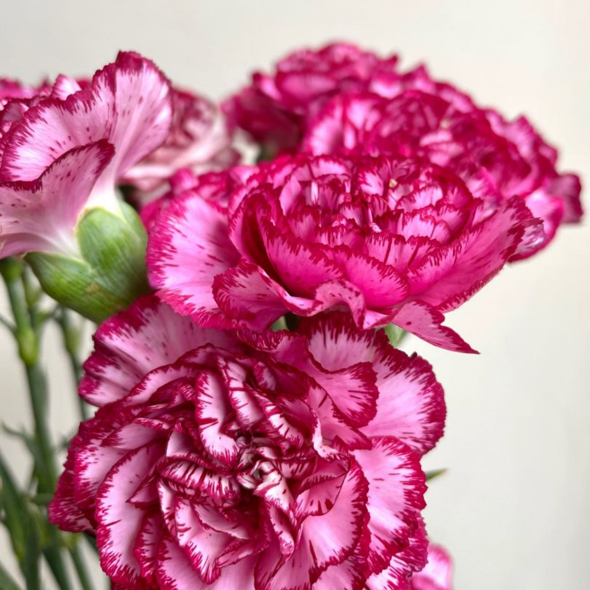 Bicolor Dark Pink Carnations Seeds - Dianthus Seeds, 30 seeds