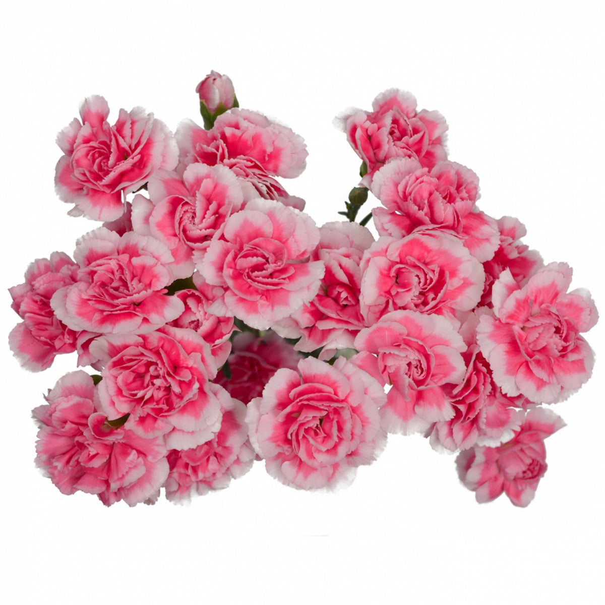 Bicolor Dark Pink Carnations Seeds - Dianthus Seeds, 30 seeds