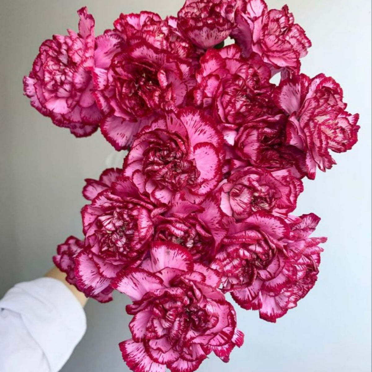 Bicolor Dark Pink Carnations Seeds - Dianthus Seeds, 30 seeds