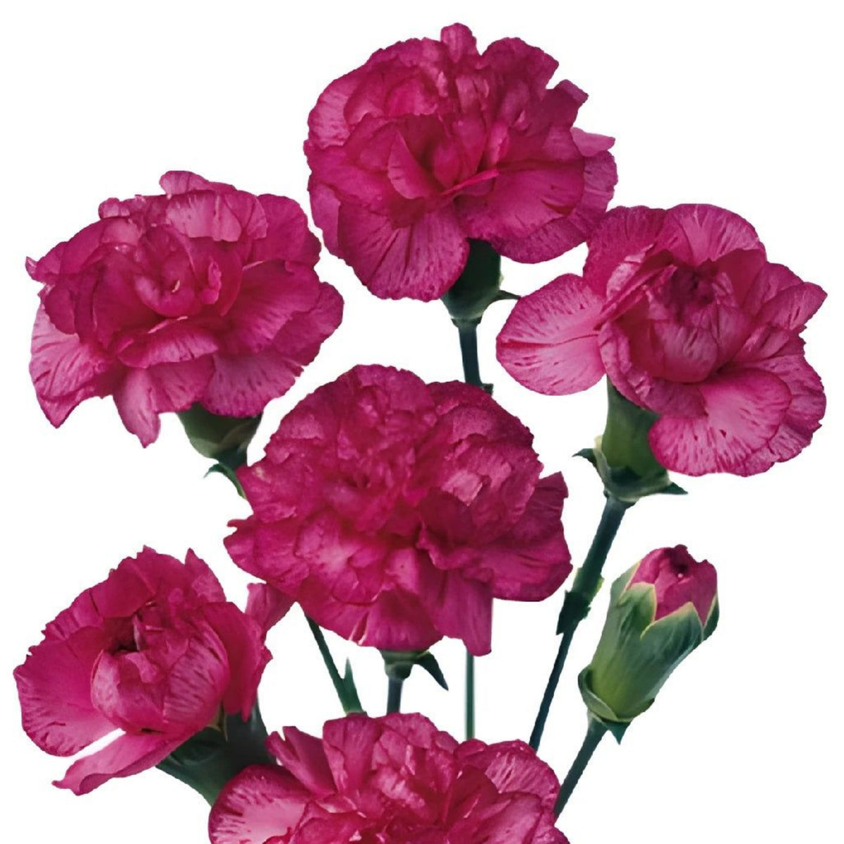 Bicolor Dark Pink Carnations Seeds - Dianthus Seeds, 30 seeds