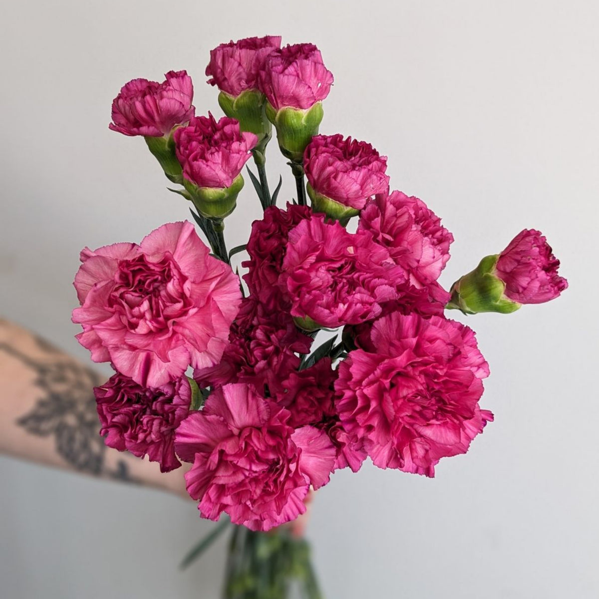 Bicolor Dark Pink Carnations Seeds - Dianthus Seeds, 30 seeds